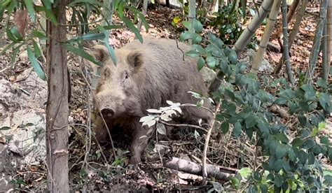 獣姦 セックス|獣姦ビデオでイノシシが田舎の住人と交尾する